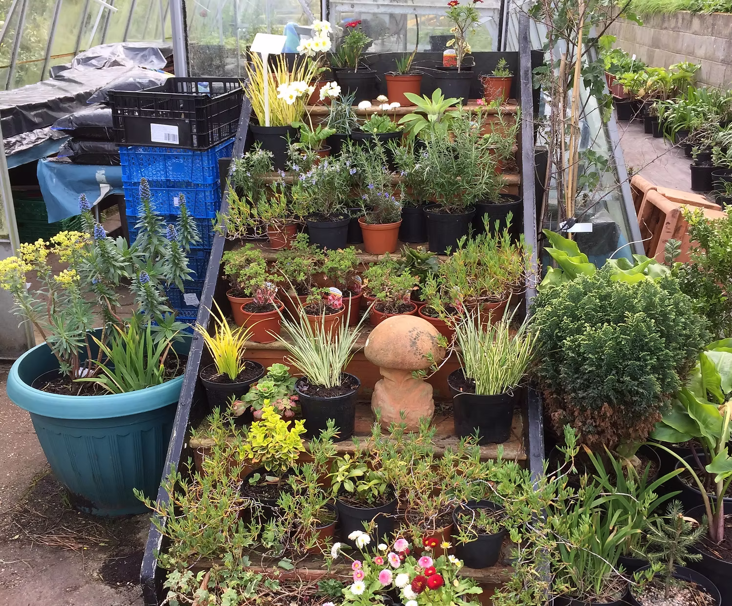 Plants